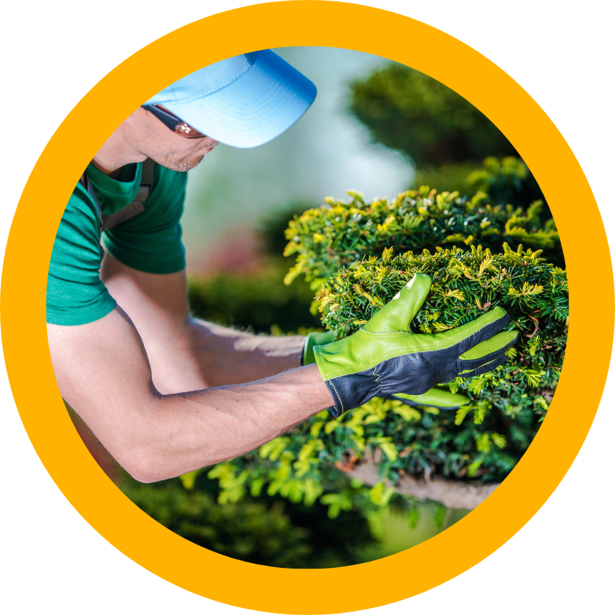 Starostlivosť o zeleň, ochrana